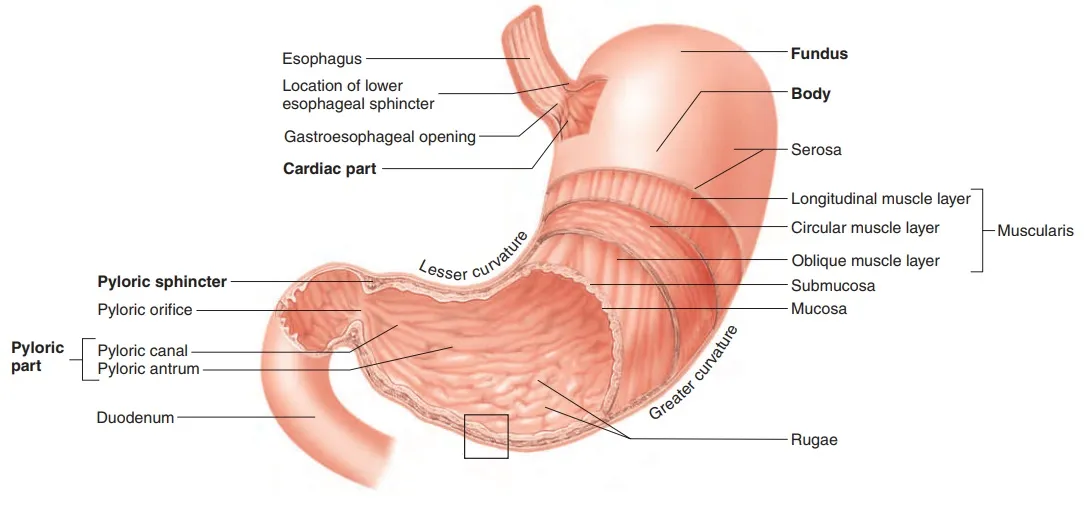 Cutaway section of the stomach reveals muscular layers and internal anatomy